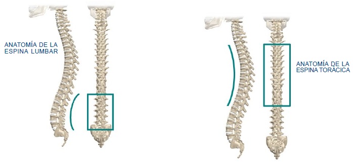 El Entrenamiento rotacional - Anatomia de la espina lumbar y la espina toracica